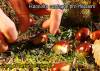 Raccolta di castagne pro-missioni organizzata dall'ACR